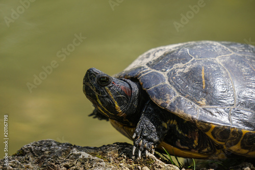 turtle italy