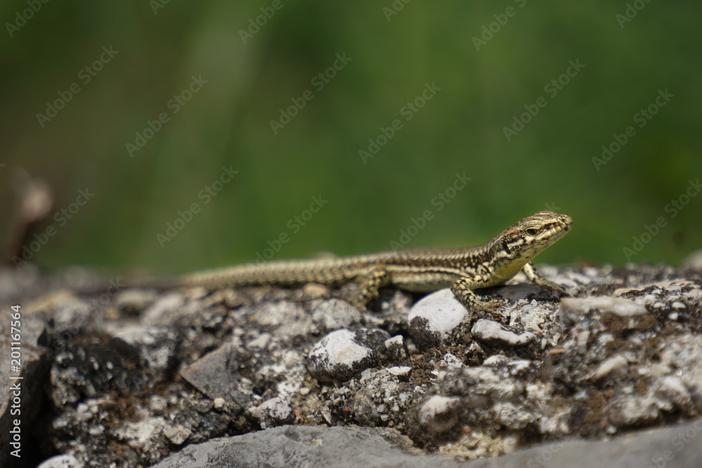 lizard on the sun lizard on the sun