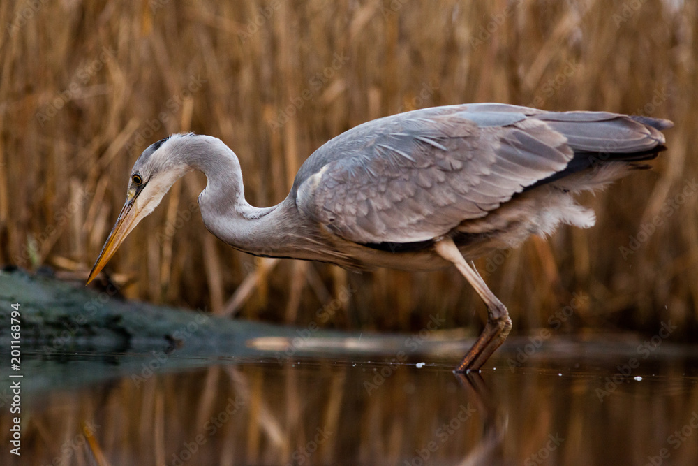 Obraz premium beautiful grey heron fishing on a lake in the early morning
