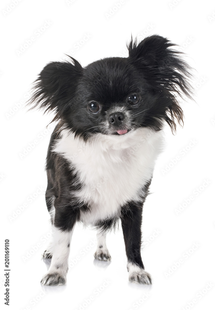 young chihuahua in studio young chihuahua in studio