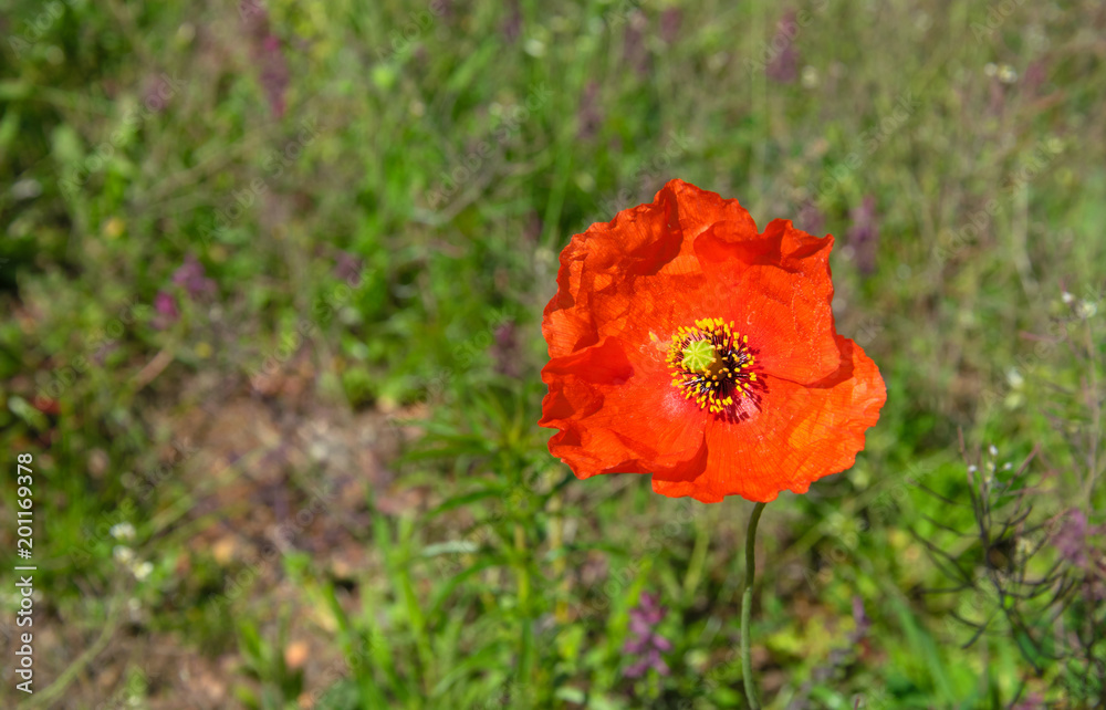 Beautiful field red poppies with selective focus. Soft focus blur Beautiful field red poppies with selective focus. Soft focus blur