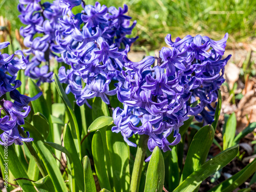 Hyacinthus orientalis in der Farbe Lila photo