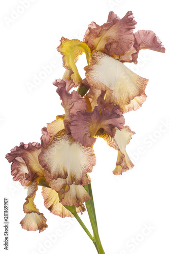 Fototapeta Naklejka Na Ścianę i Meble -  iris flower isolated