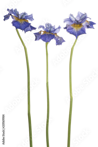 Fototapeta Naklejka Na Ścianę i Meble -  iris flower isolated