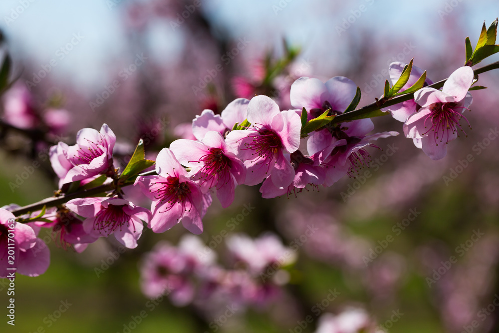 Obraz premium Close-up of blossoming of peach in the fields and meadows