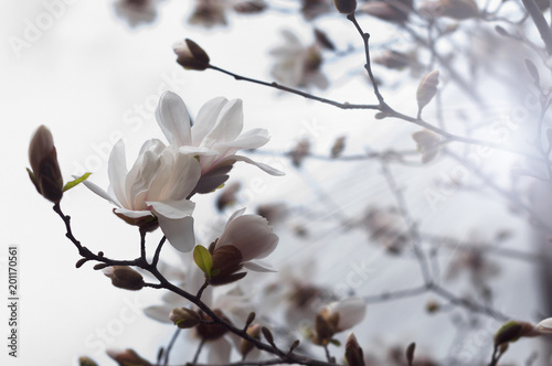 beautiful flowers of pink magnolia, spring flowering