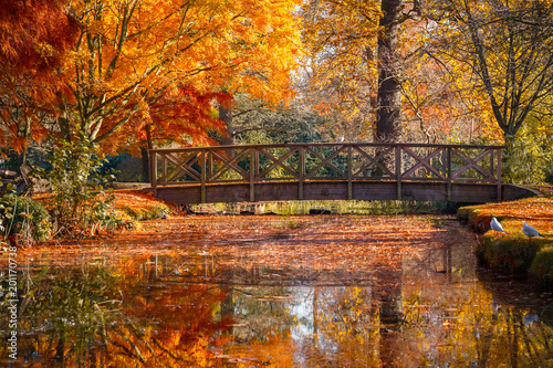 Wooden bridge in bushy park with autumn scene