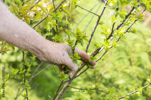 Young cherry tree with hand of the gardener showing the new leaves. photo