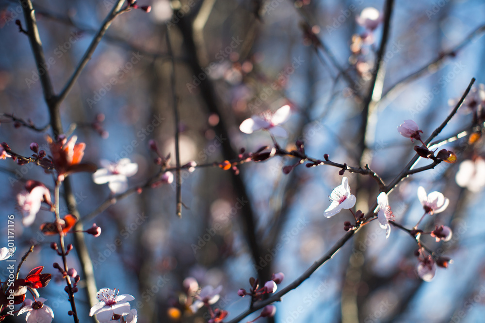 Branches with soft blooming flowers Branches with soft blooming flowers