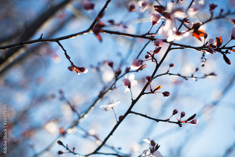 Branches with soft blooming flowers Branches with soft blooming flowers