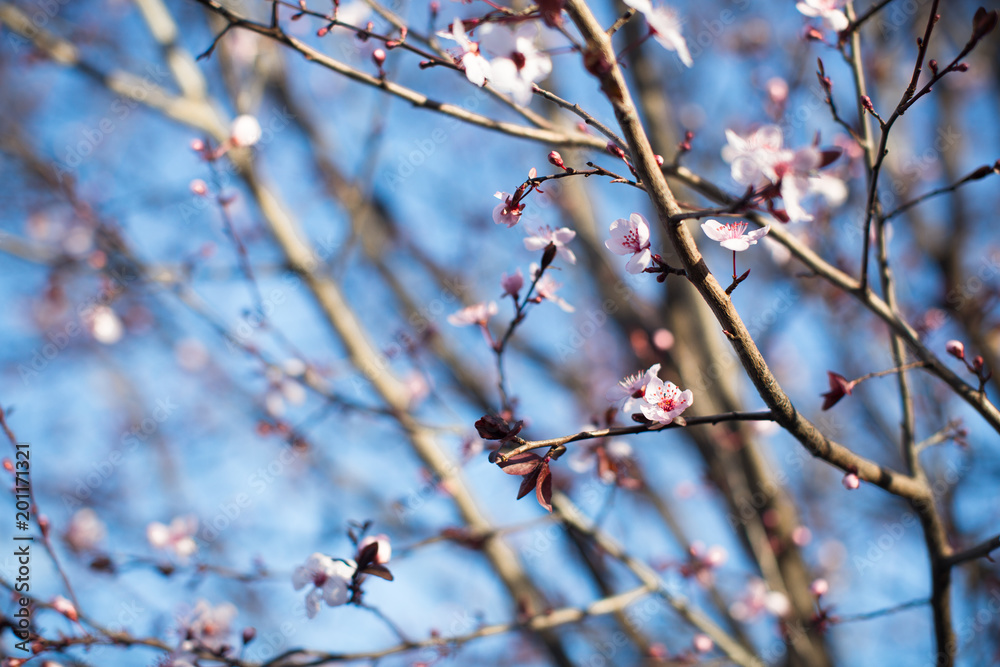 Branches with soft blooming flowers Branches with soft blooming flowers
