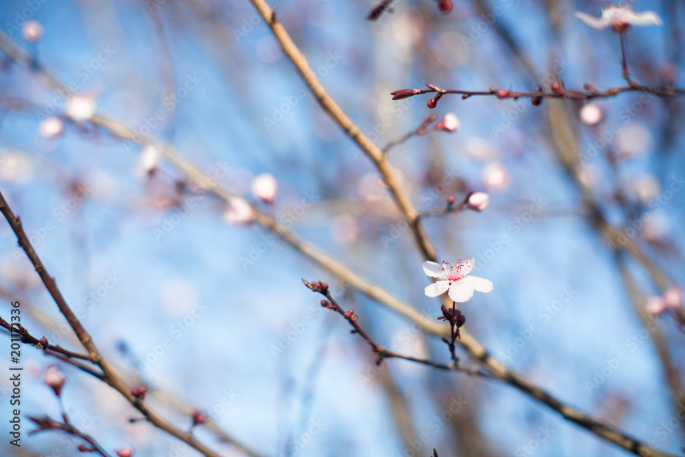 Branches with soft blooming flowers Branches with soft blooming flowers