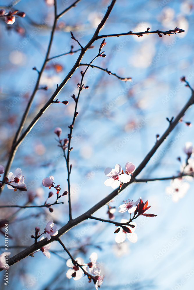 Branches with soft blooming flowers Branches with soft blooming flowers