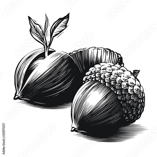 Acorns