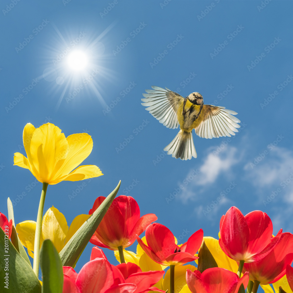 Obraz premium Wreszcie wiosna! Modraszka leci nad kwitnącymi tulipanami