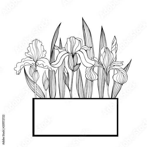 Vector frame  with hand-drawn iris flowers.