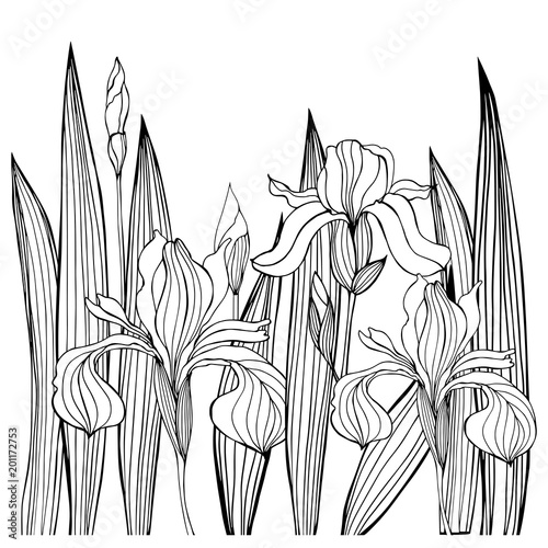 Hand-drawn iris flowers.Vector sketch illustration
