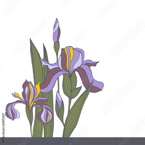 Fototapeta Naklejka Na Ścianę i Meble -  Hand-drawn iris flowers.Vector sketch illustration