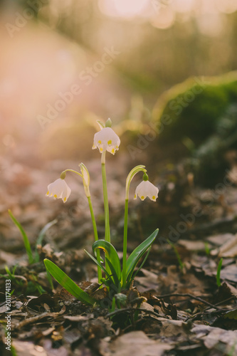 Early spring beautiful flowers © Daniel Vincek