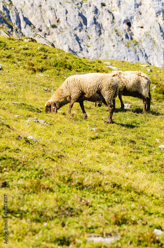 Sheep graze on the grass on a steep hillside