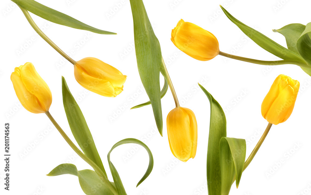 Fototapeta premium Yellow tulips