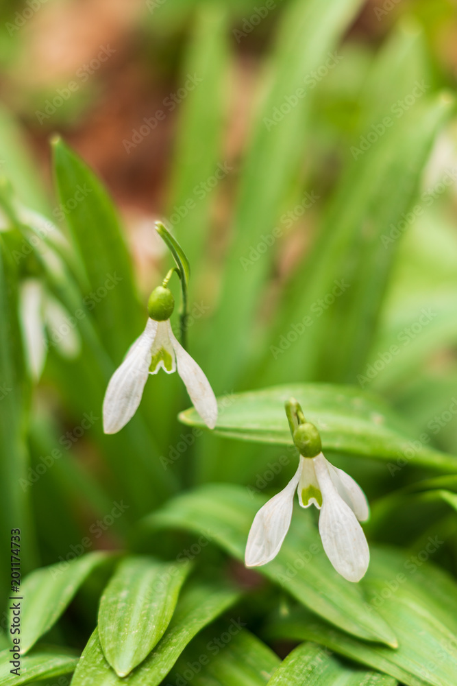 First spring white snowdrops flowers in the forest. First spring white snowdrops flowers in the forest.