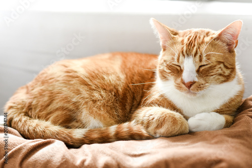 Ginger cat sleeping on the couch at home, a beautiful house cat. © Kozioł Kamila