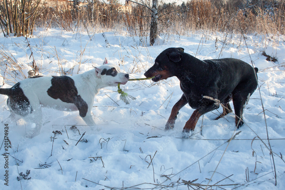 Adult doberman pinscher is playing with the american staffordshire terrier puppy. Pet animals.