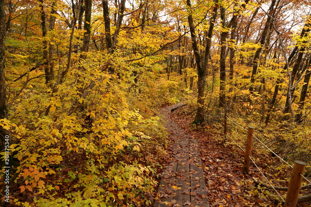 Obraz premium 秋の獅子ヶ鼻湿原 Shishigahana-wetlands in autumn / Nikaho, Akita, Japan 