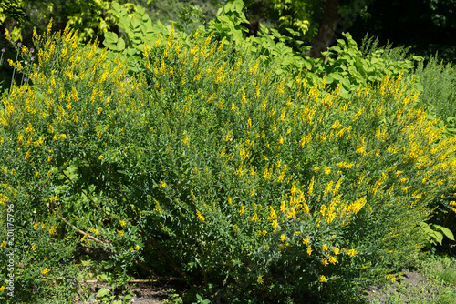 Shrubs of yellow flowers Genista tinctoria in the garden