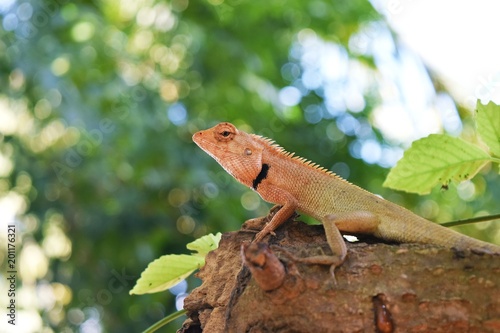 Orange head of Thai Chameleon on tree with natural green  background, Reptile in Thailand © anant_kaset