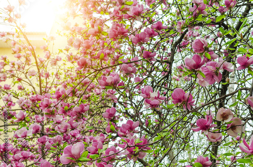 Magnolia flowers on the tree. photo