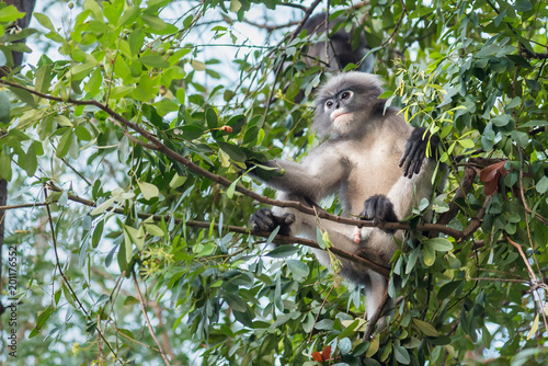 Dusky monkey on tree.Thailand.