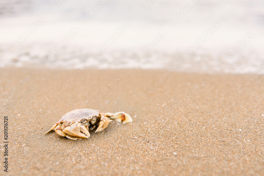 Beautiful beach and little wave with crab and sand under sunshine in summer soft Focus Beach Background.Thailand. Beautiful beach and little wave with crab and sand under sunshine in summer soft Focus Beach Background.Thailand.