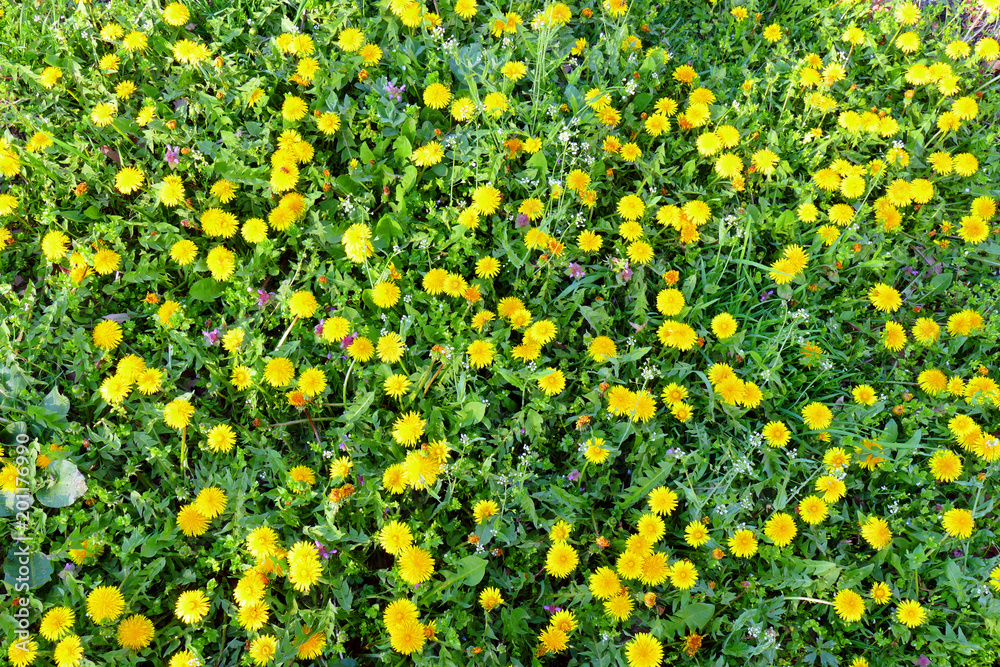 Spring, background nature. Grass with many blooming dandelions.