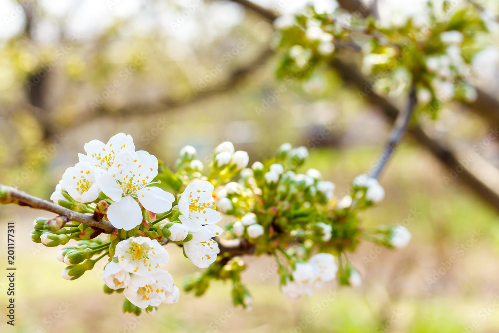 Blooming Cherry Tree. cherry begins to blossom