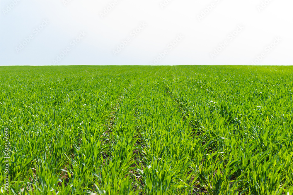 young wheat field on sunny day in spring young wheat field on sunny day in spring