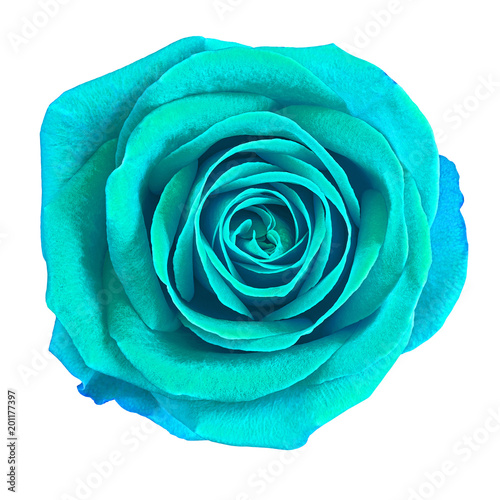 Flower cyan rose  isolated on white background. Close-up.  Element of design.