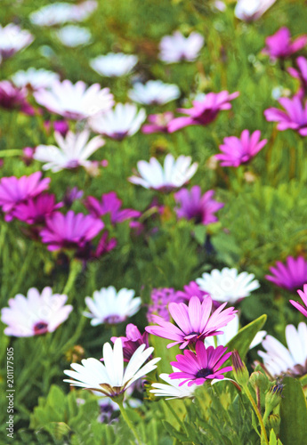 white and purple flowers in a flowerbed