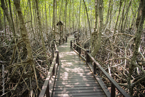 Tree tunnel, Wooden Bridge In Mangrove Forest.Thailand.