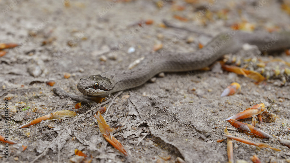 Fototapeta premium smooth snake