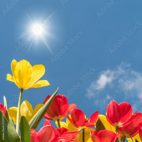 Fototapeta Naklejka Na Ścianę i Meble -  Gelbe und rote Tulpen leuchten in voller Farbenpracht in der Mittagssonne unter blauem Himmel - endlich Frühling!