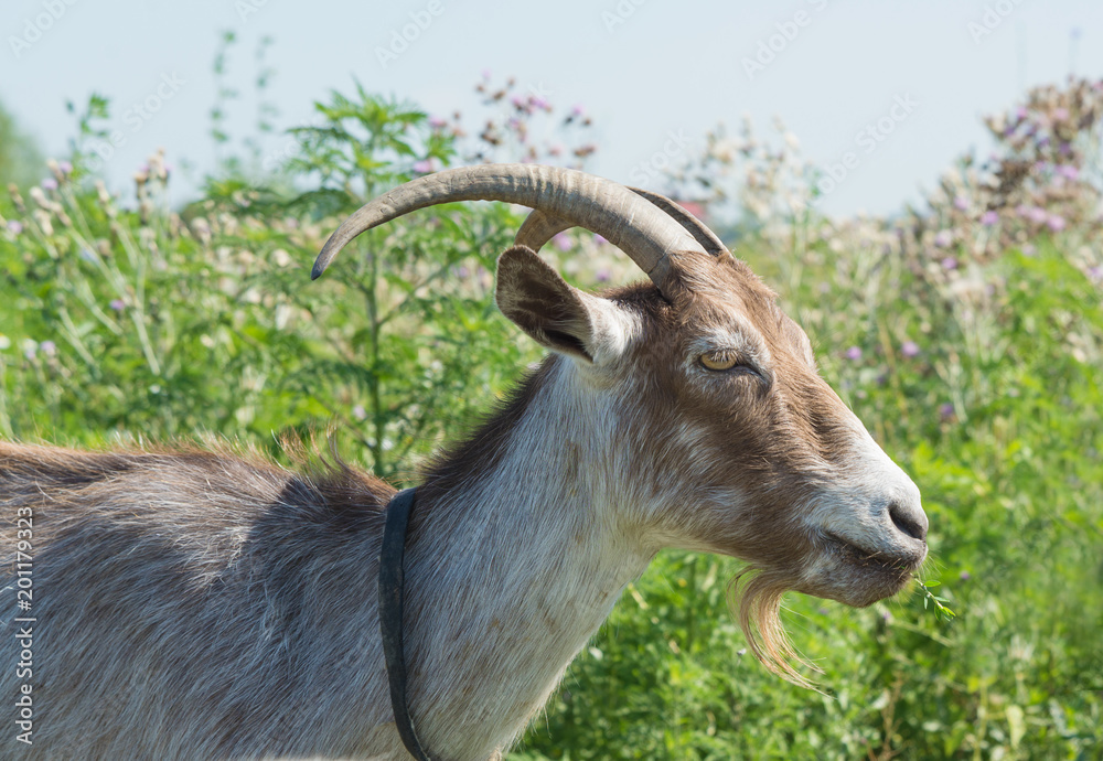 dark brown goat on the summer meadow dark brown goat on the summer meadow