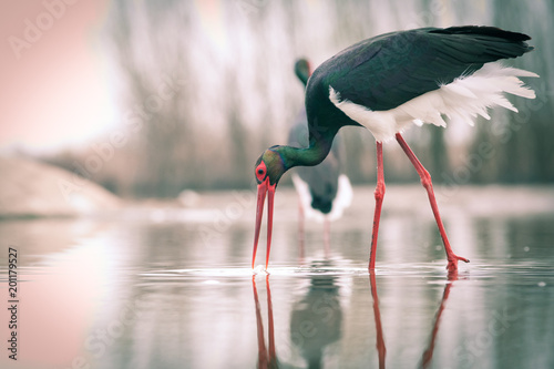 beautiful black stork fishing on a lake