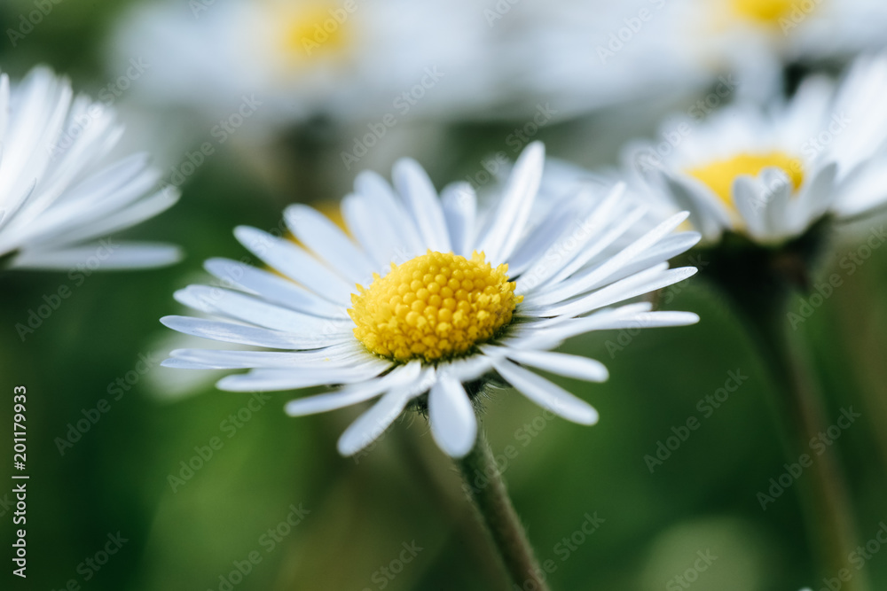Beautiful white daisy flower in the garden
Beautiful white daisy flower in the garden