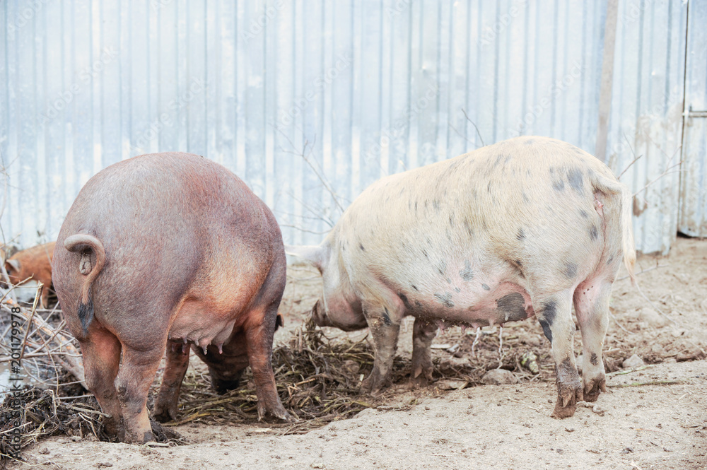 Curious young pigs of Duroc's breed in yard. Concept of small swine farms in southern Russia Curious young pigs of Duroc's breed in yard. Concept of small swine farms in southern Russia