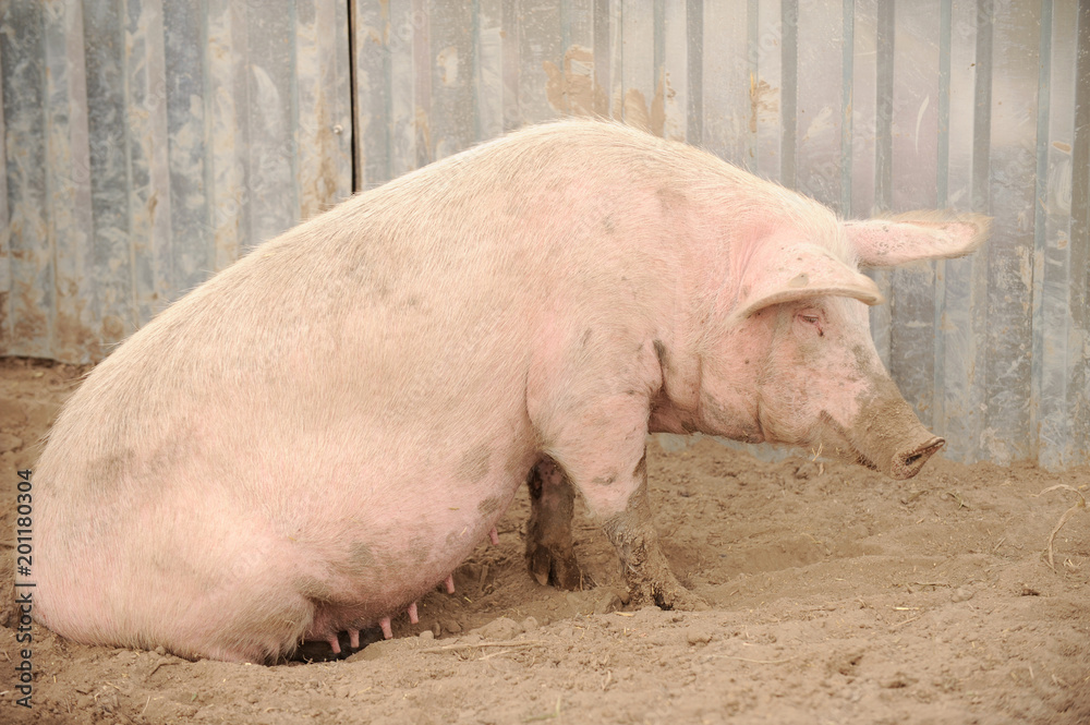 Big swine of Landras's breed in yard. Concept of small pig farms in southern Russia Big swine of Landras's breed in yard. Concept of small pig farms in southern Russia