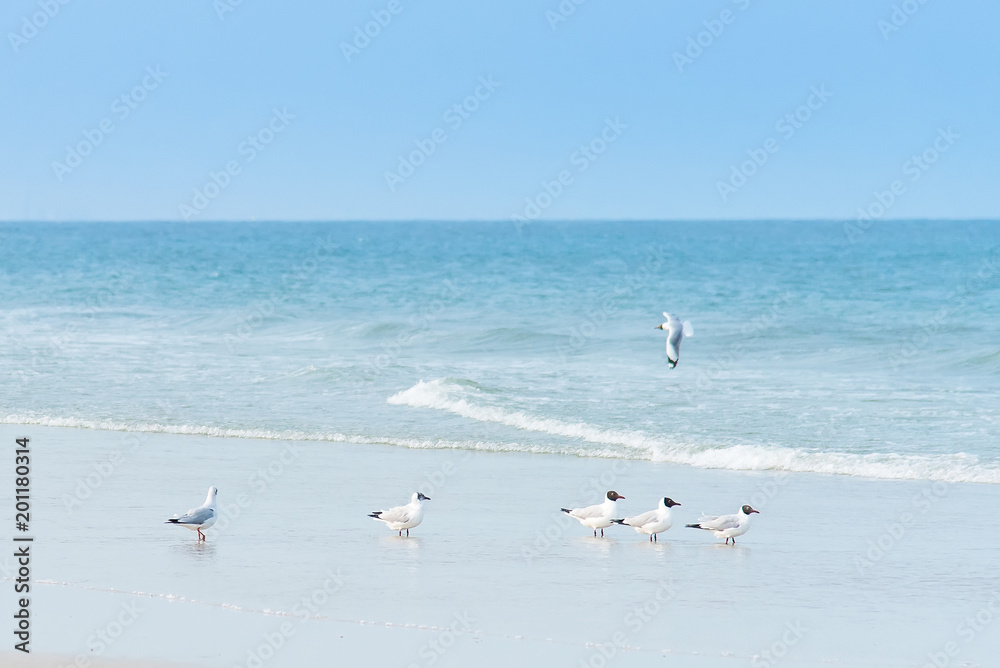 Many gull birds on a sandy beach, strolling in search of food.Thailand.