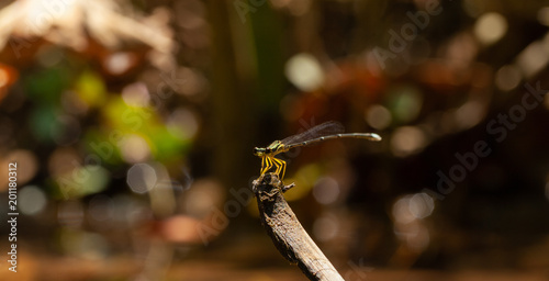 dragonfly © AEyZRiO