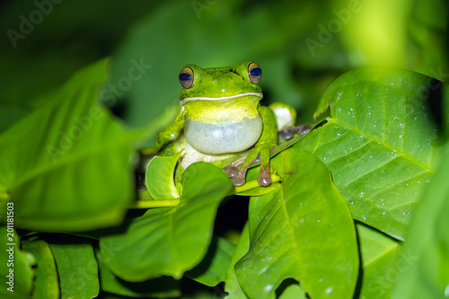 Tropical green frog croaking on leaf